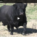 The Art of Breeding Cattle